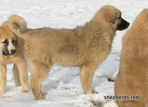 Image of Anatolian Shepherd Değerli