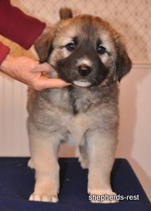 Image of Anatolian Shepherd Değerli
