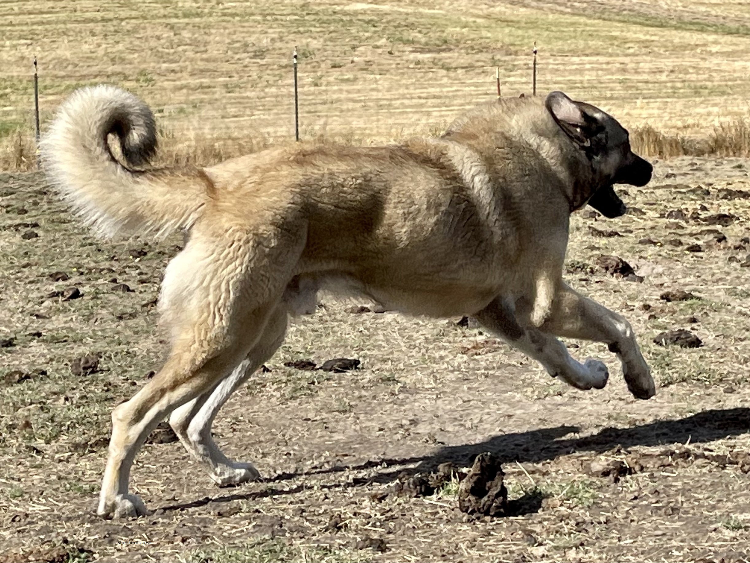 Image of Anatolian Shepherds Rest Han Gazi