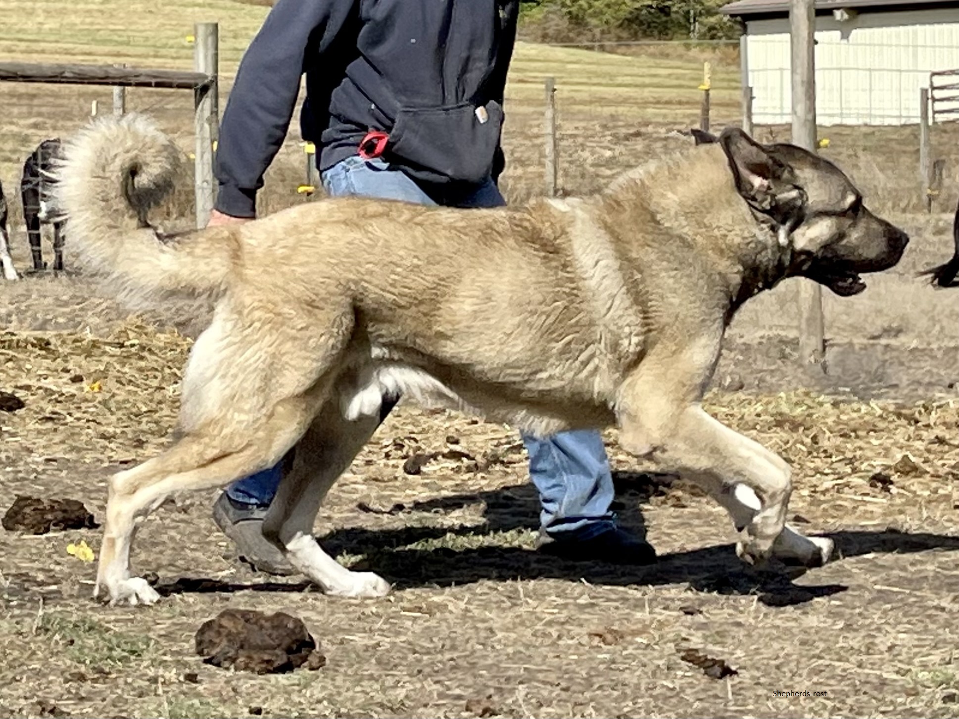 Image of Anatolian Shepherds Rest Han Gazi