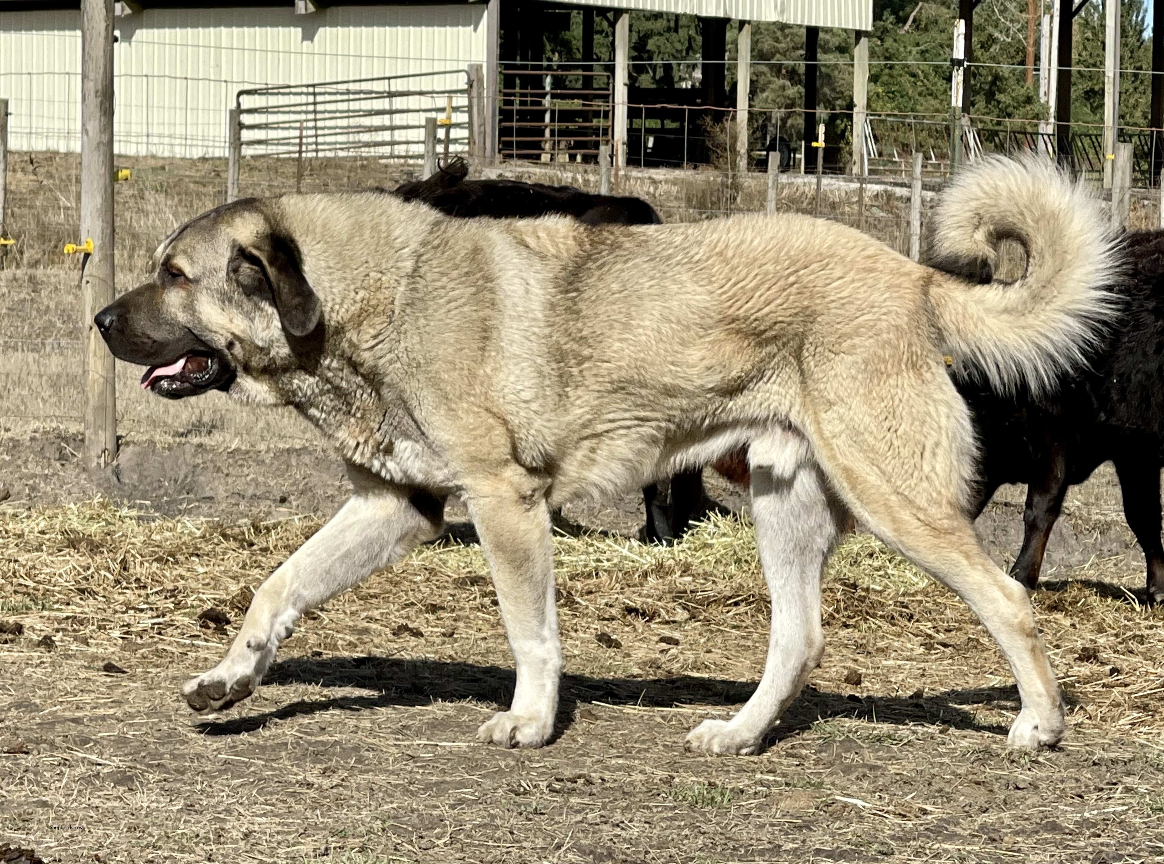 Image of Anatolian Shepherds Rest Han Gazi