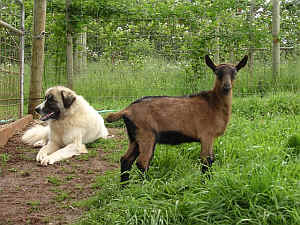 Oberhasli kid and Anatolian Shepherd livestock guardian dog