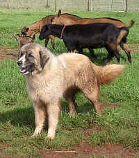 Gokkusagi's Sirin and Oberhasli Goats at Shepherds Rest Farm