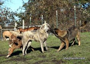 Image of Shepherds Rest Anatolians Durkaya's Kaba Kabak Import