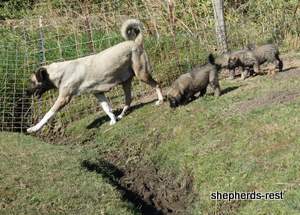 Image of Shepherds Rest Anatolians Shepherds Rest Benekli Elmas Ayi