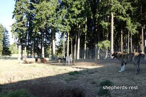 Image of Shepherds Rest Anatolians Shepherds Rest Noah
