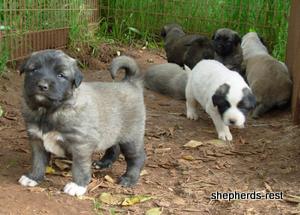 3 week old Sirin X Duman puppies
