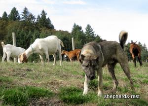 Image of Anatolian Shepherd Oyacalı Sırtlan Import