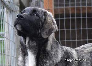 Image of Anatolian Shepherd Tehlikeli